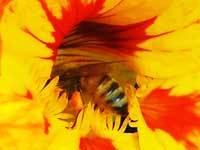 Bees Harvesting Nasturtium 