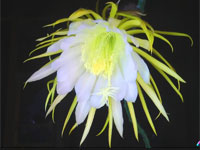 Cactus Flower Opening