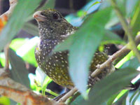 Catbirds at Middle Path