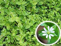 Chickweed 