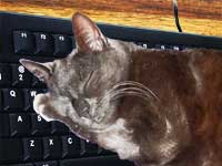 Coding with a Cat at Middle Path
