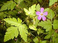 Herb Robert 
