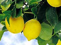 Lemon - a marvellous gift from nature 