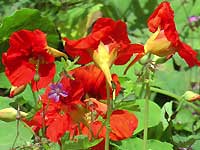 Nasturtium 
