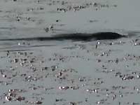 The Return of the Platypus 
