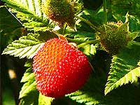 Wild Raspberry 