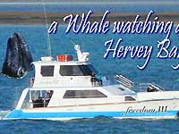 A Whale watching at Hervey Bay 